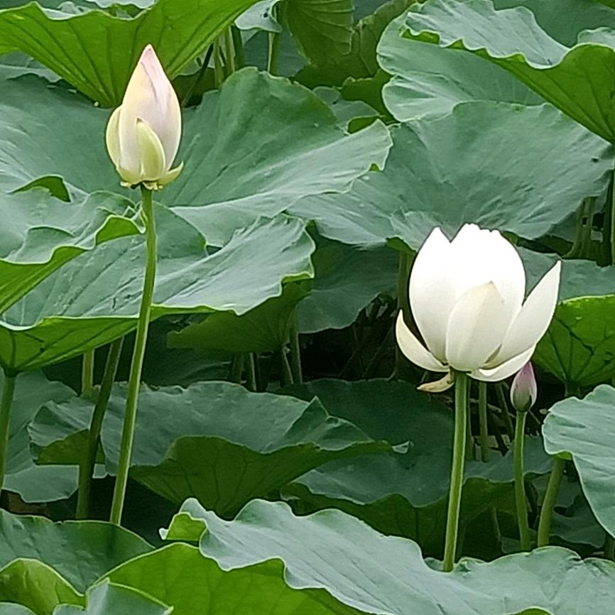 两点水的冰