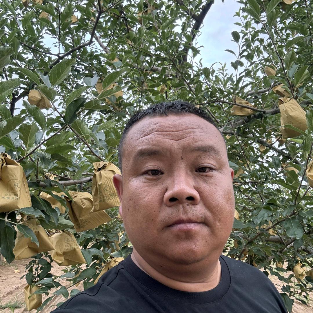 洛川菩堤苹果代办牛哥！