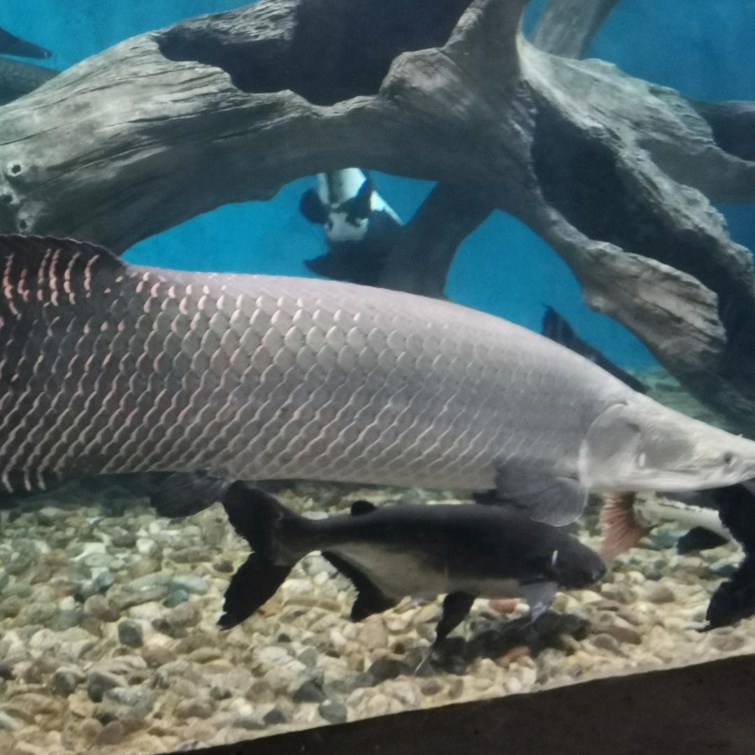 固安儿童公园夜市周黑鸭