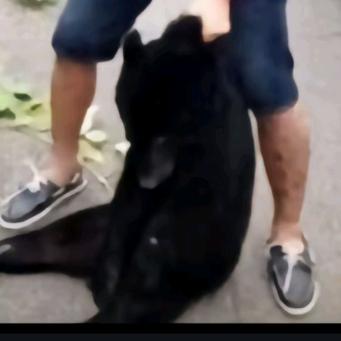 啥都吃v