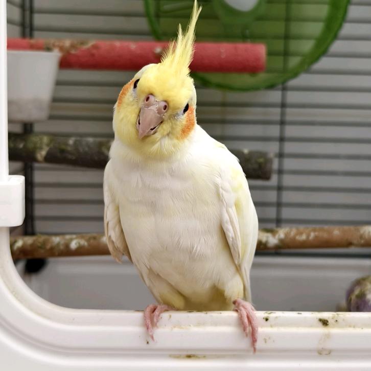 大虎和大玄