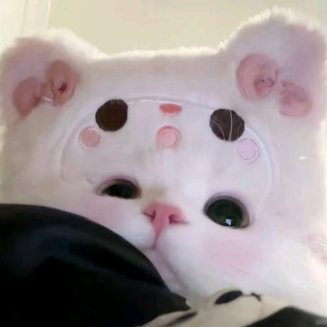 快乐猫猫头