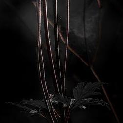 太上老君麻辣豆腐