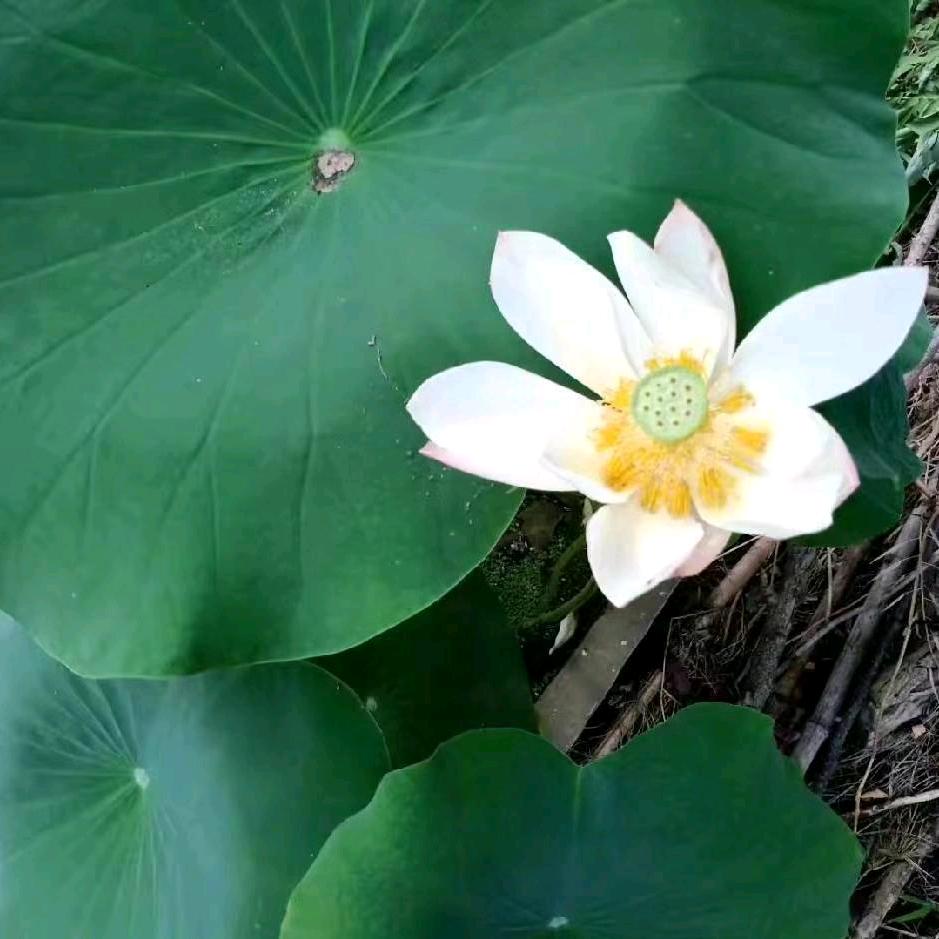 红梅傲雪！走自己的路让别人说去
