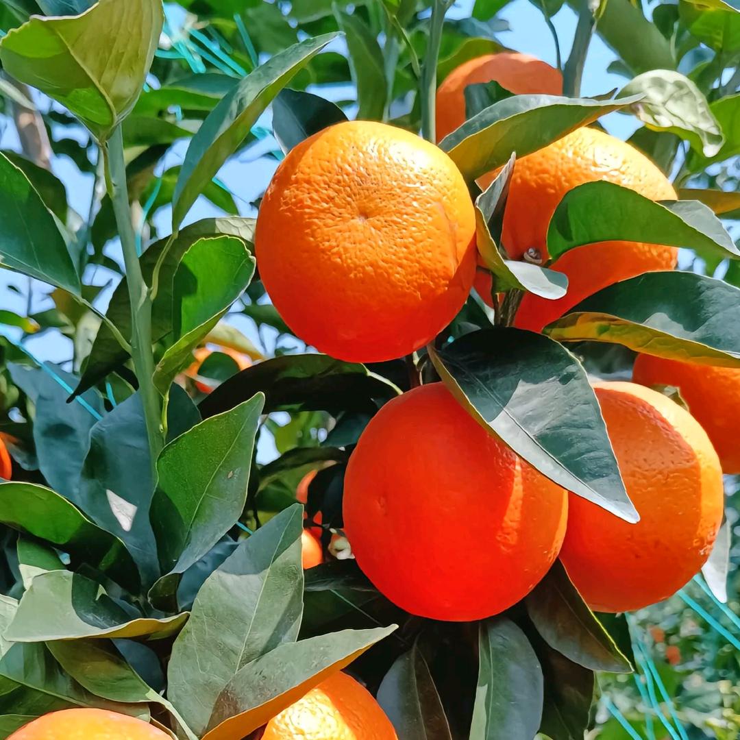 勇往直💰…当季水果农副产品产地直销