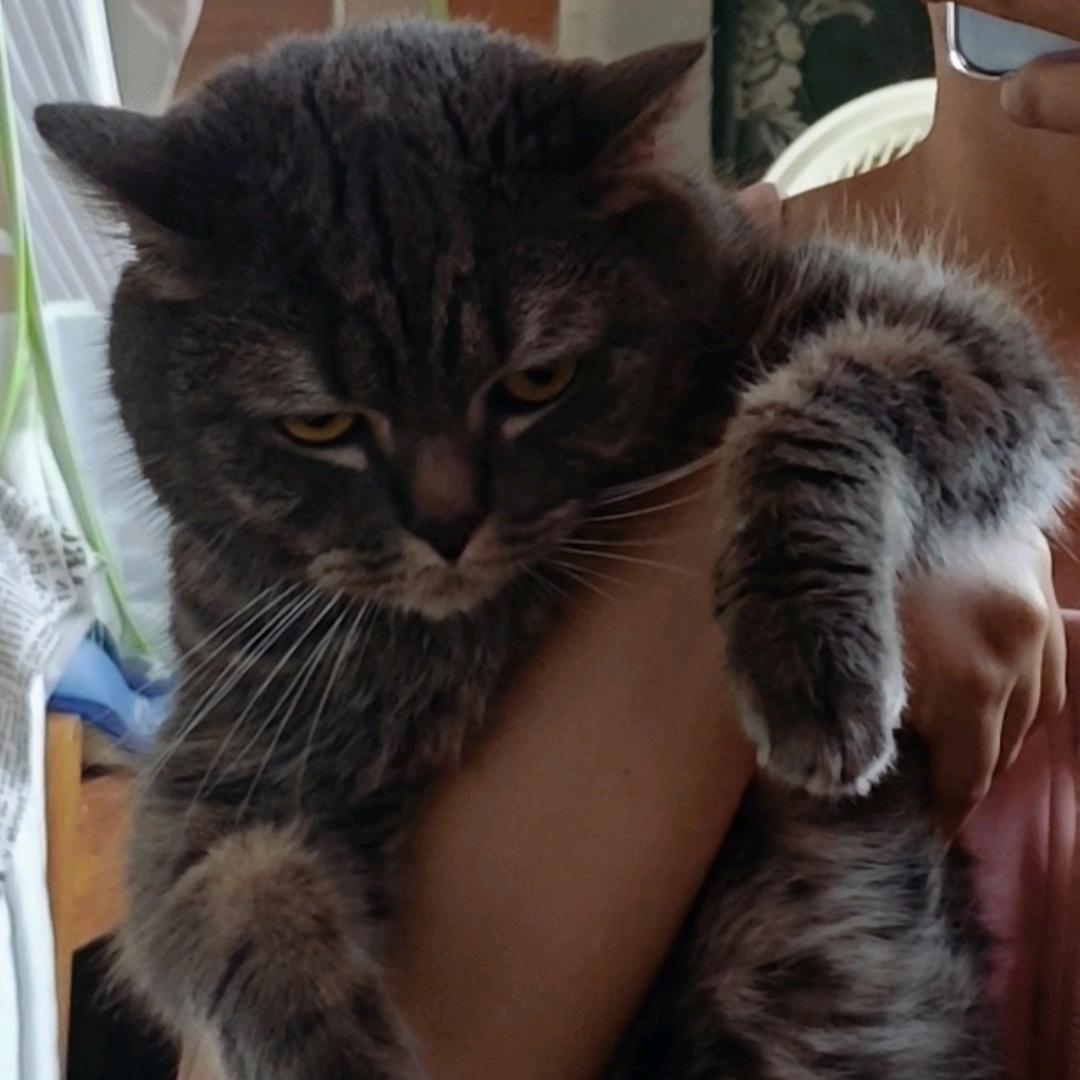 猫太太终于有猫啦