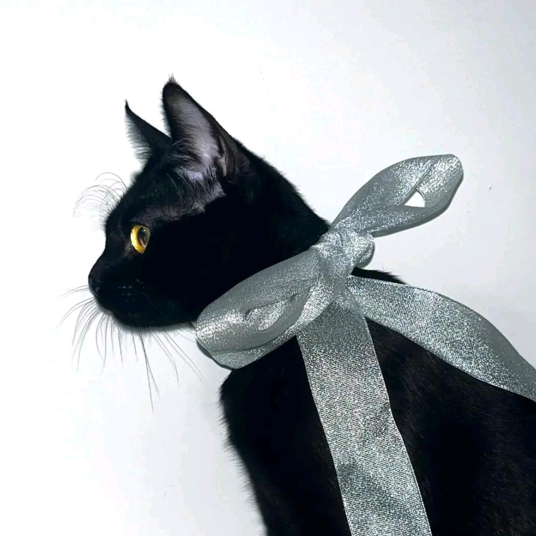 刺猬
