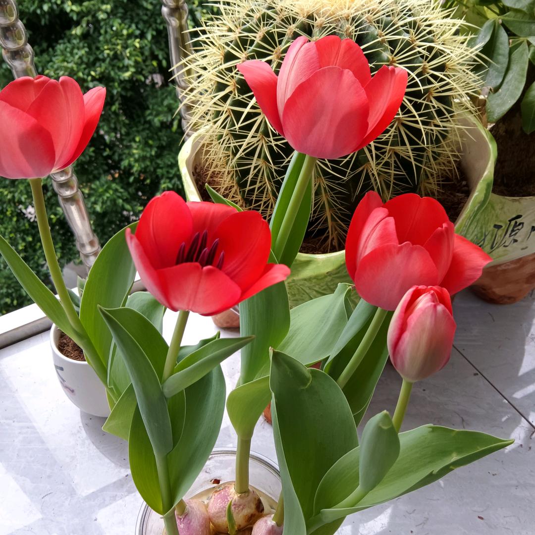 🍎肖❤💥❤香❤，