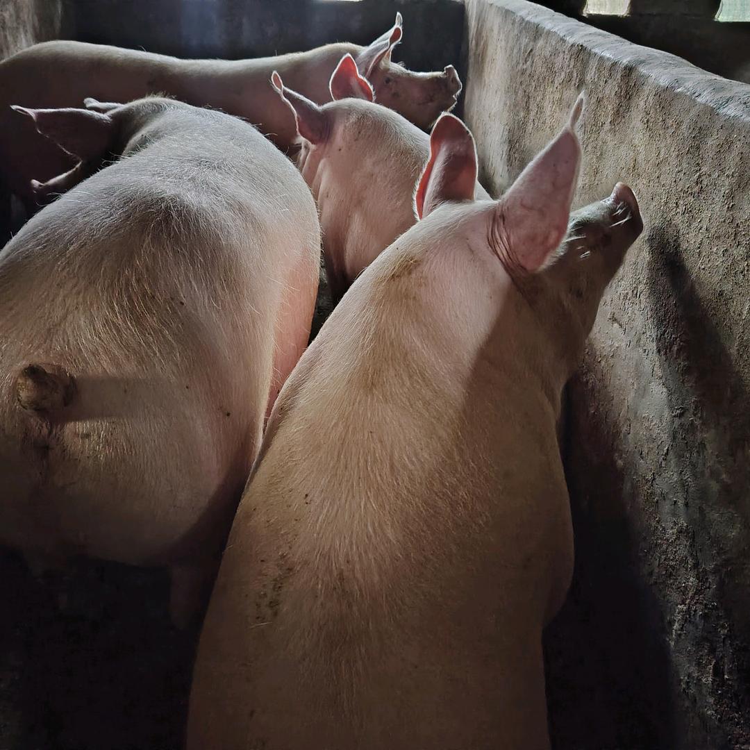 专业承接各种孔桩