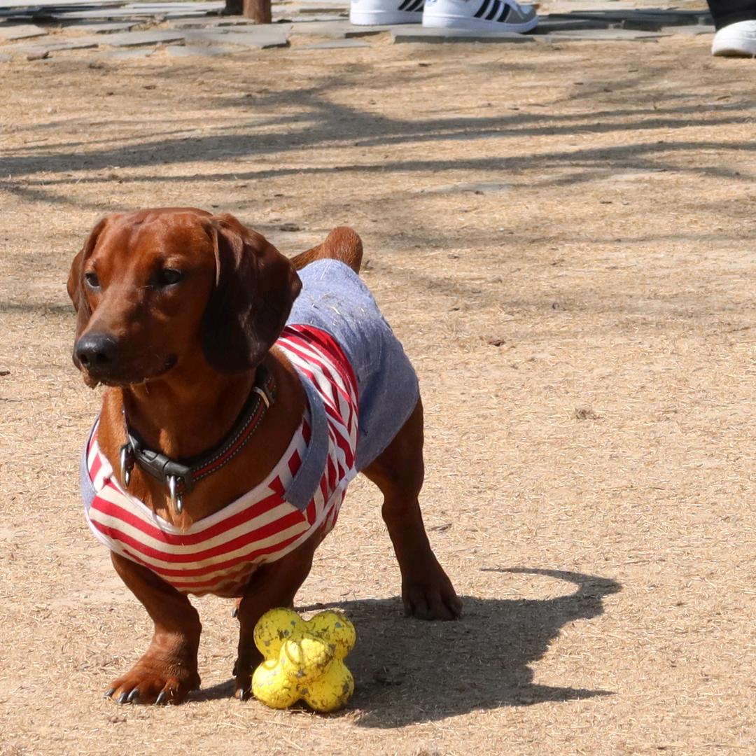 可乐和姥姥的日常