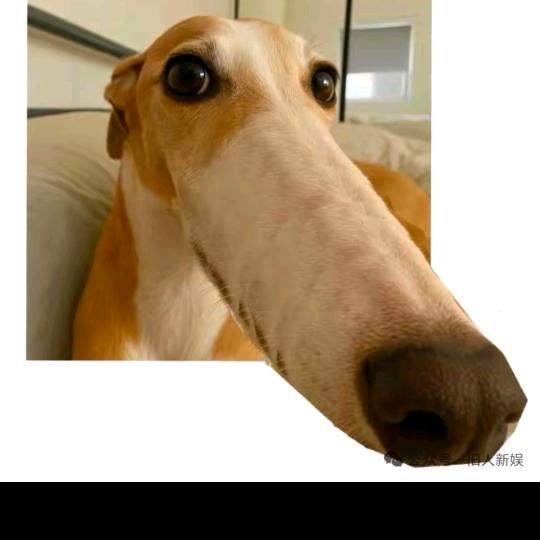 黑白琴音