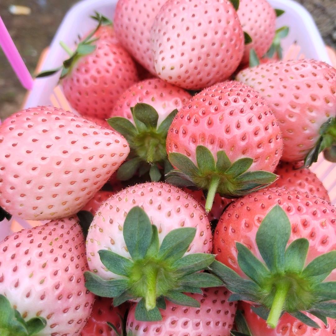 我的未来不是梦