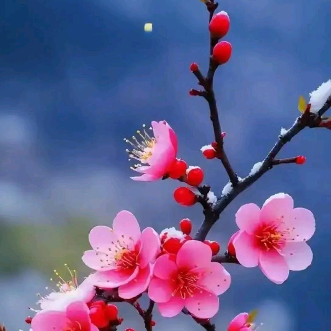 💗汤圆奶奶💗
