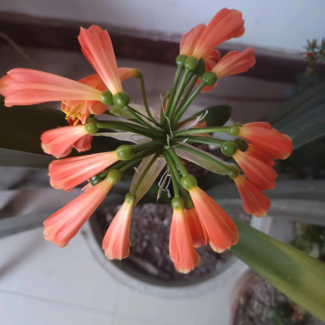 福贵平安《点赞必回》