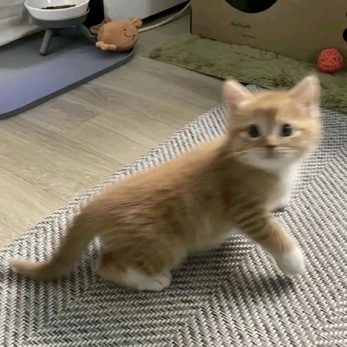 今天捡星星了吗