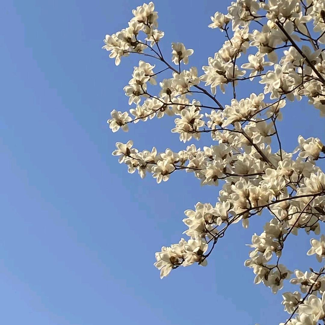 玉花坊