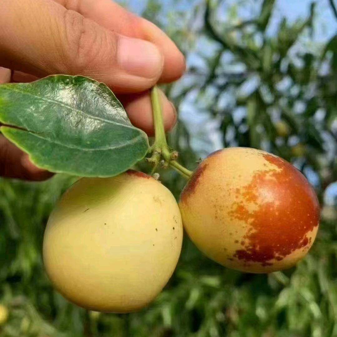 大荔农场