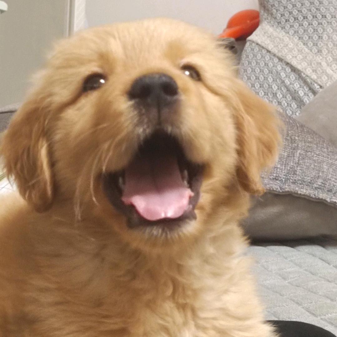 S.Y.Y（四巡见鹿晗四次版）