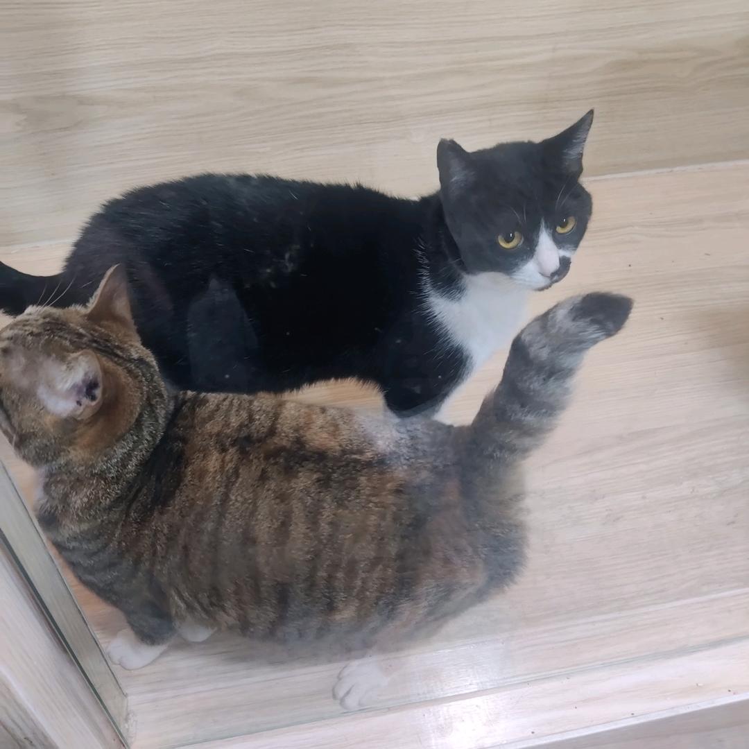 叮叮当叮叮当