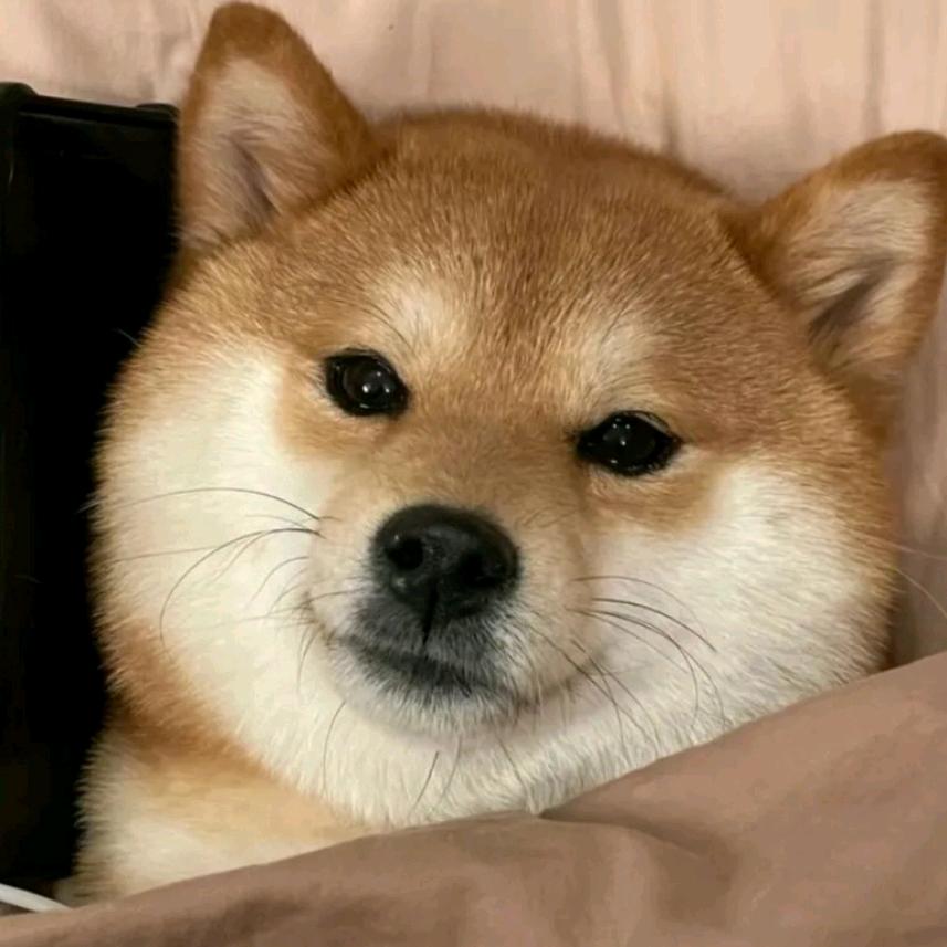 小澈爱花