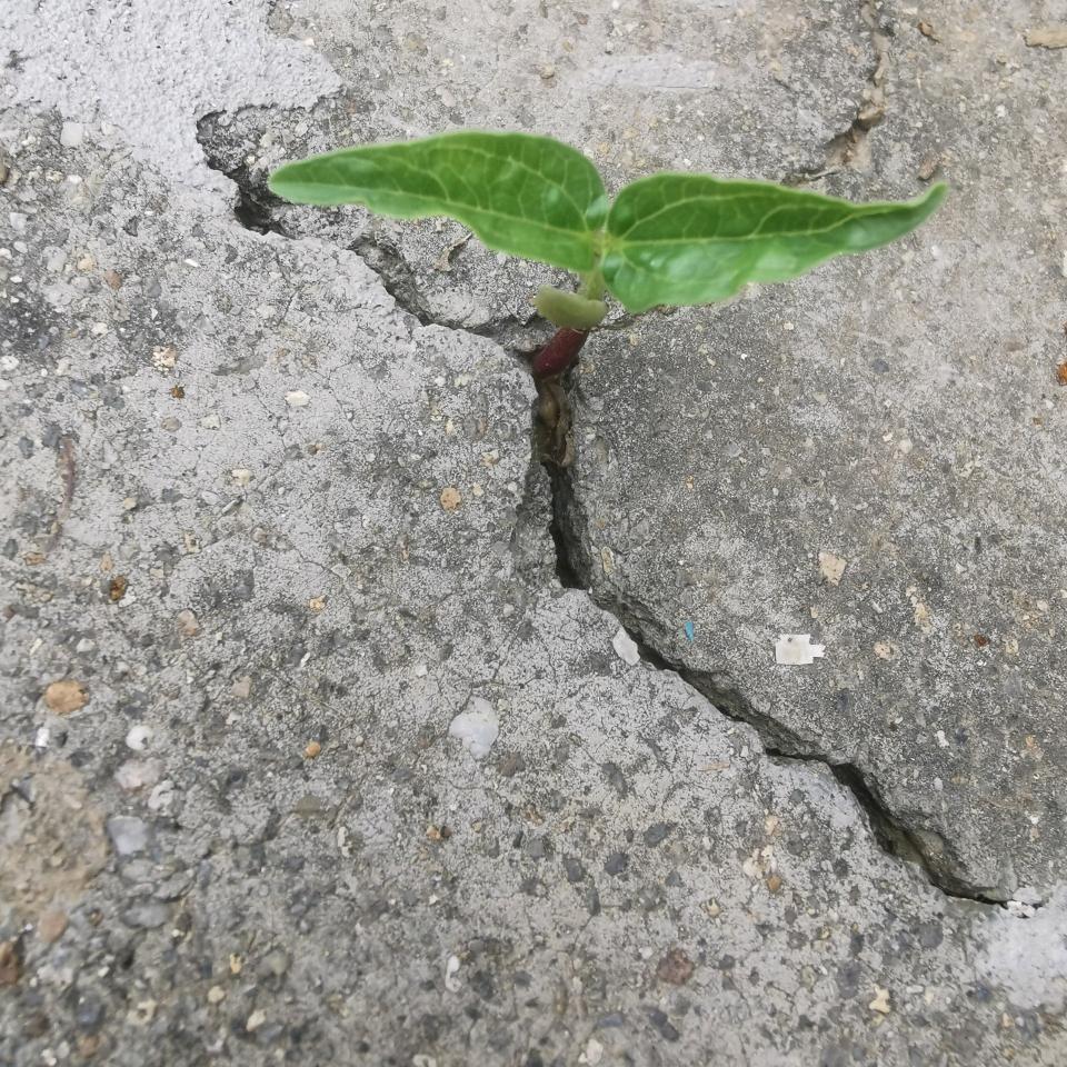让我们荡起双桨