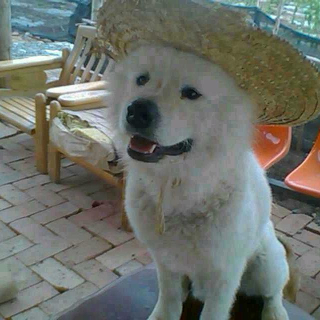 梅华