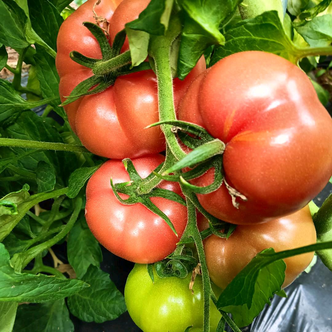 蛋蛋娃《普罗旺斯西红柿》