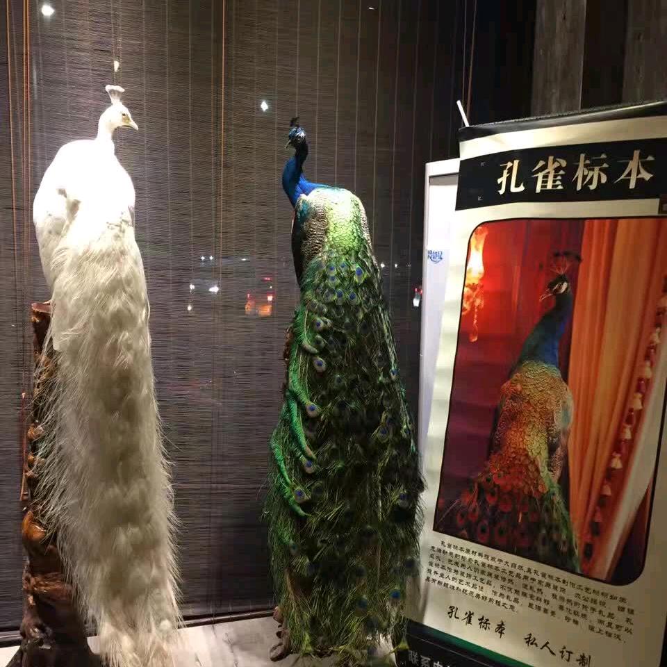 宠物标本制作