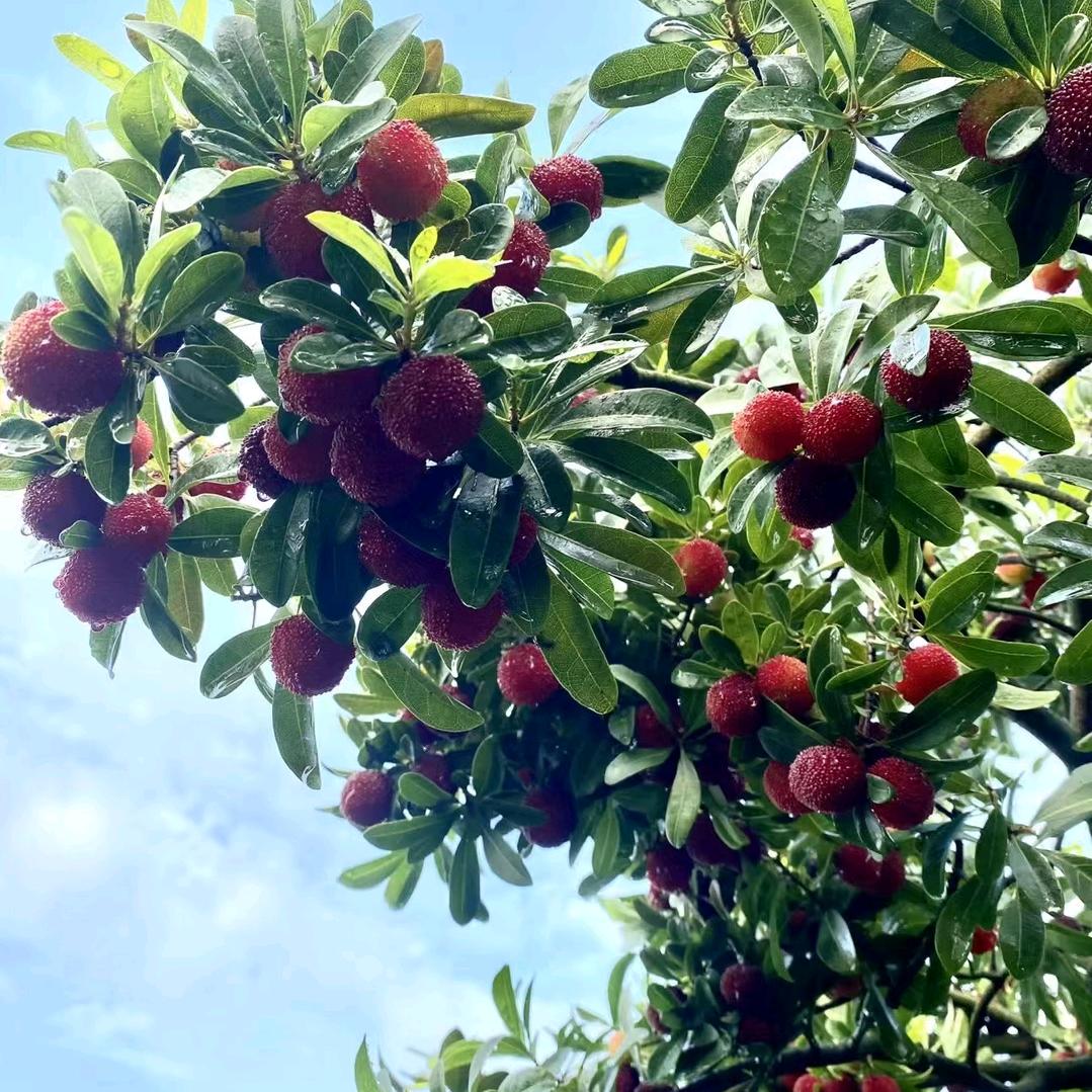 律慈文化 定制旅行//高端