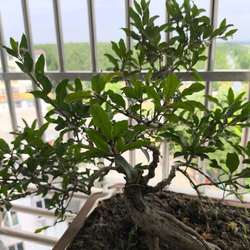 随缘