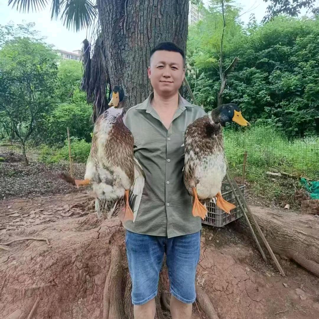 攸县血鸭（青头麻鸭）