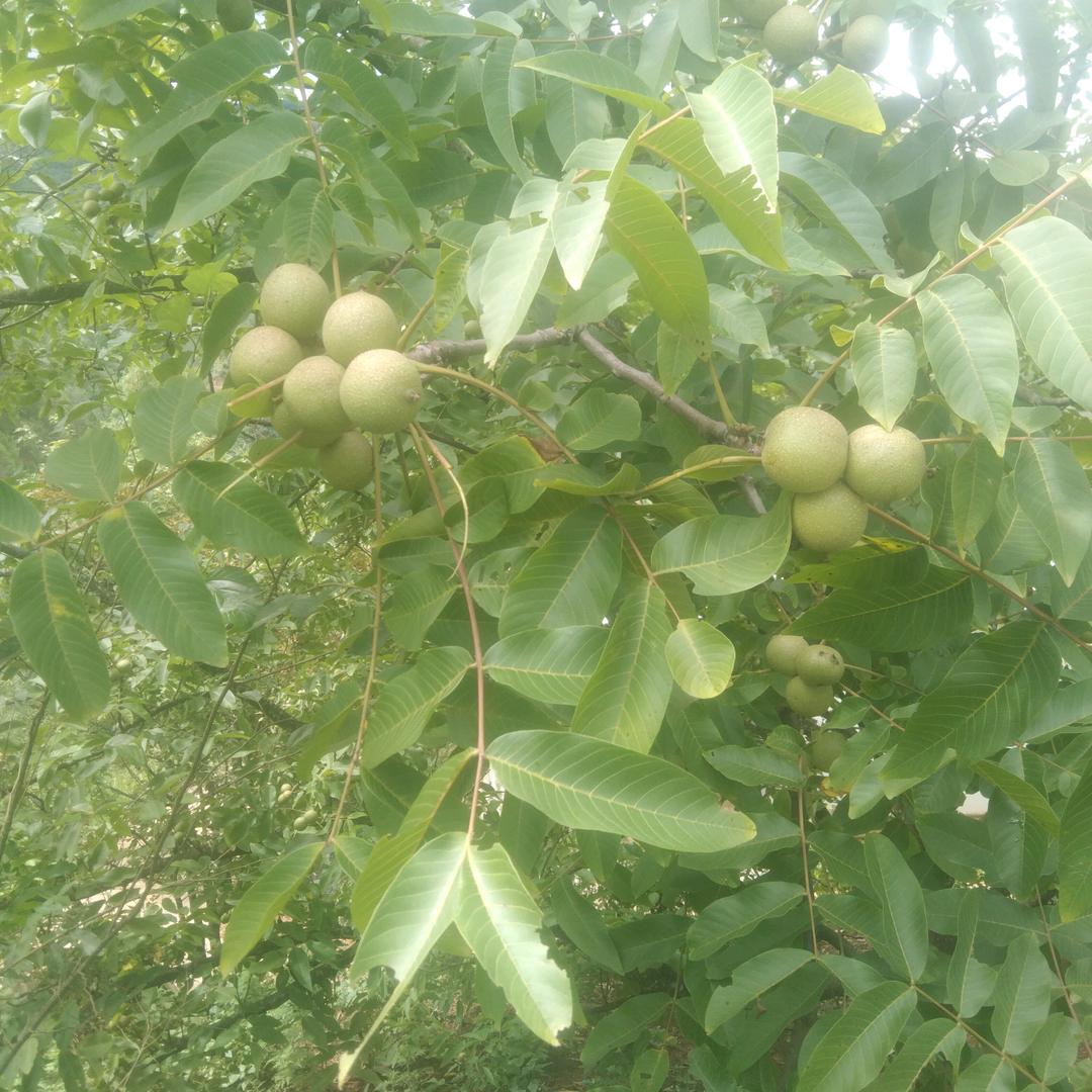 有才方来