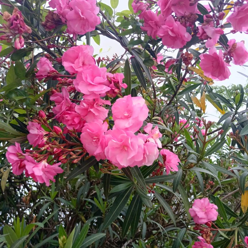 顺其自然4762041350882