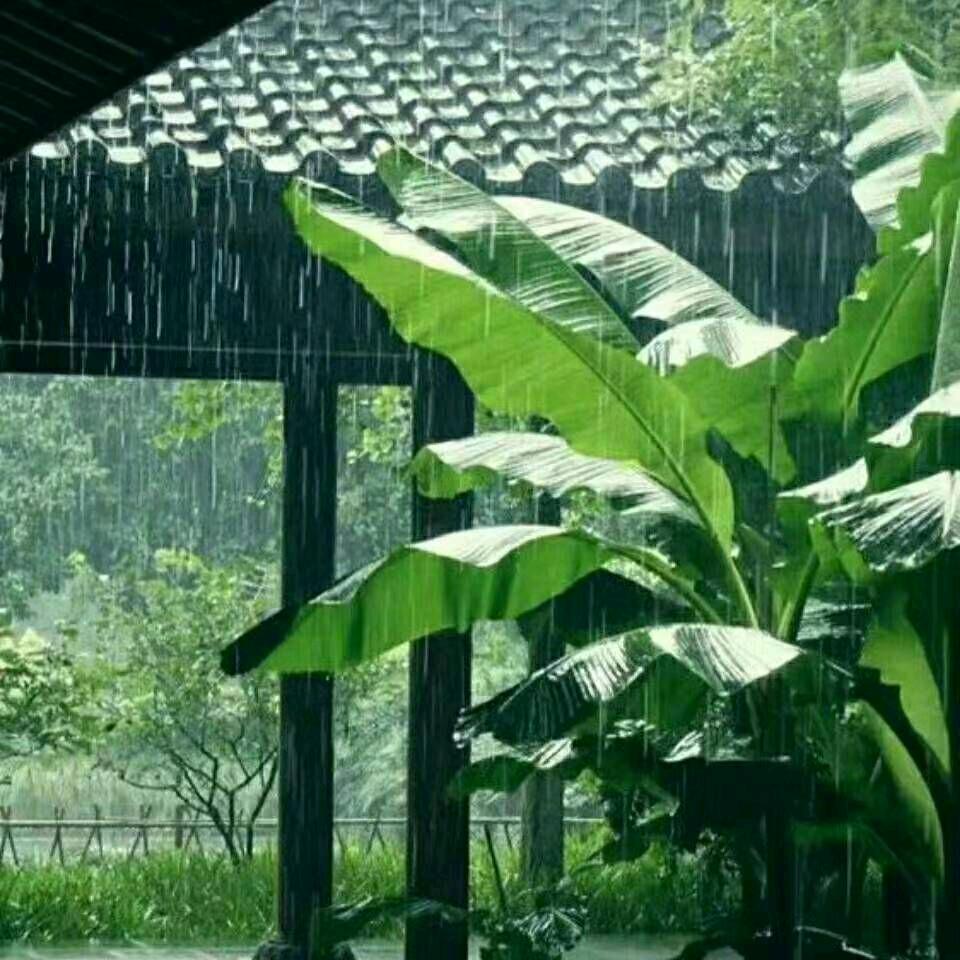 冰 雨
