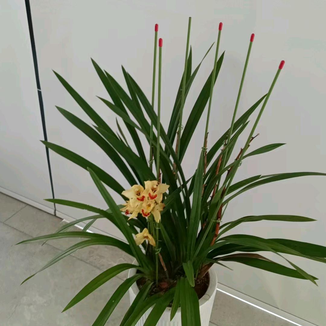 🌹淡雅🌹