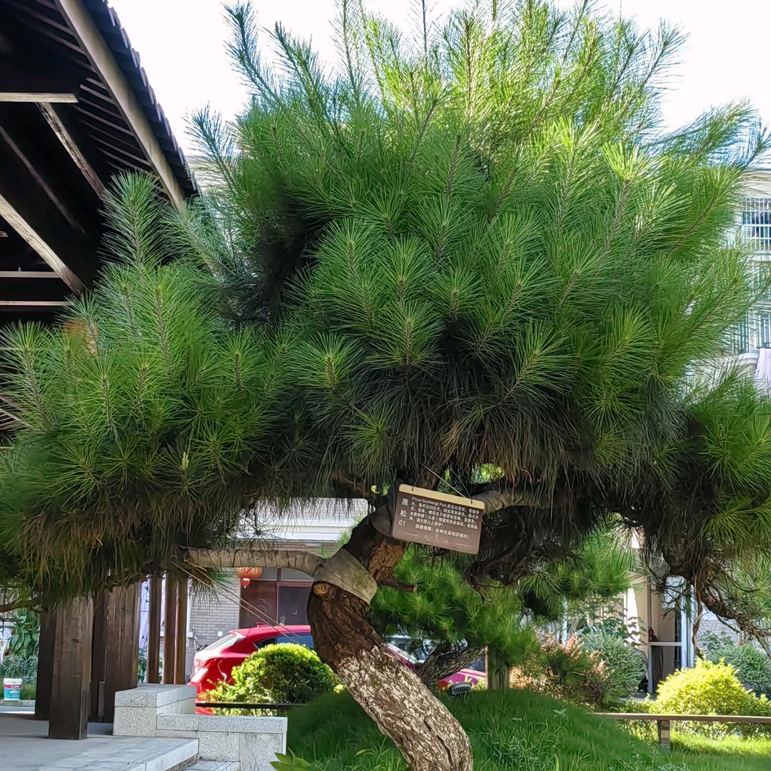 小铭在杭州
