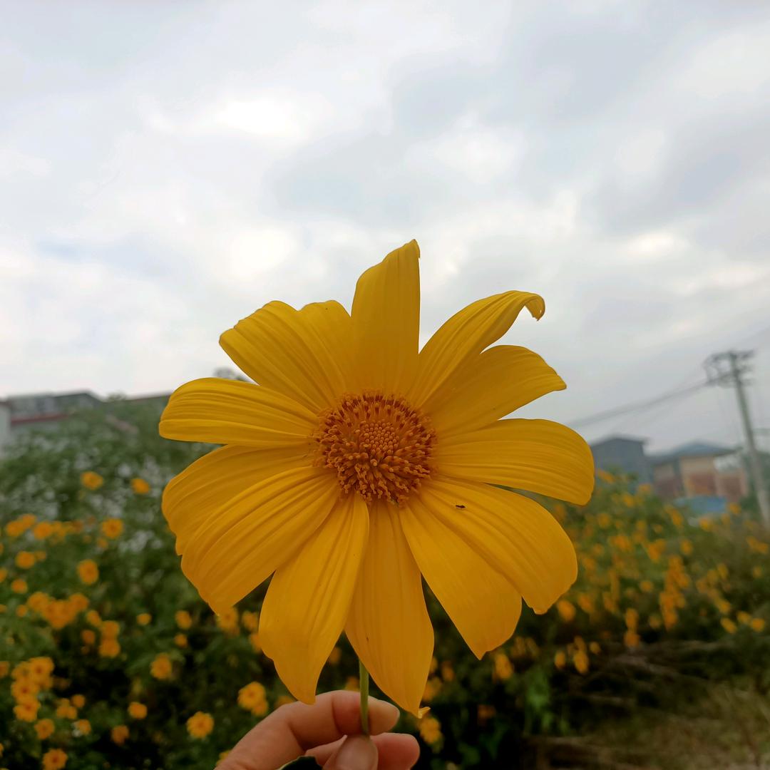 步从容