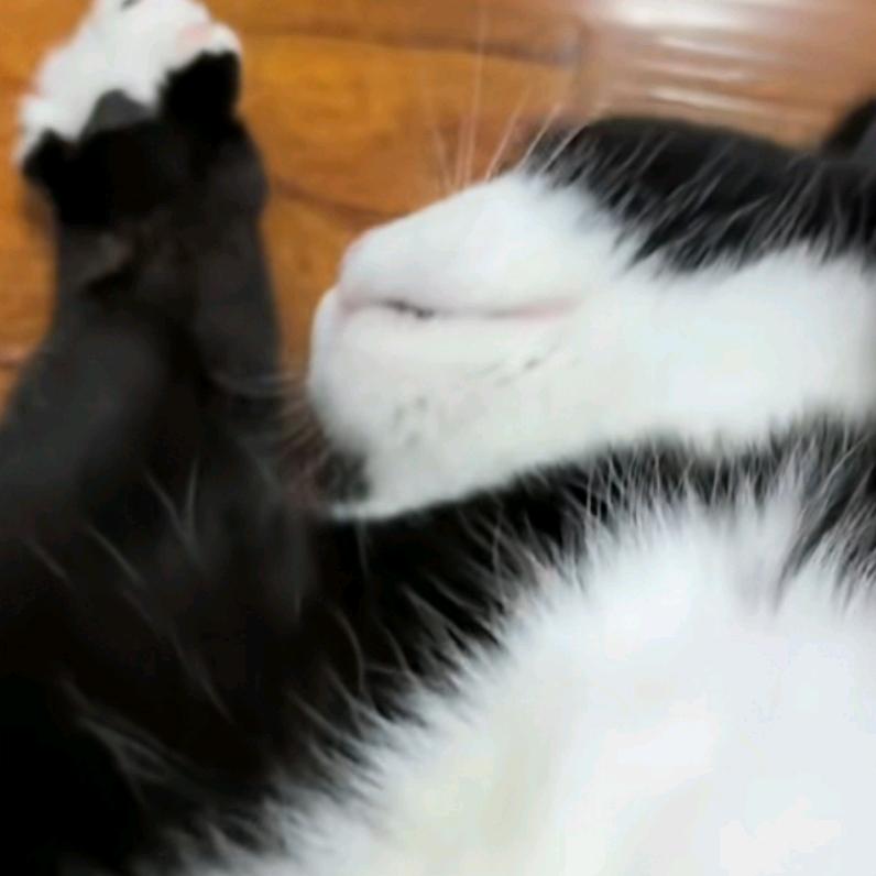 孤鲸