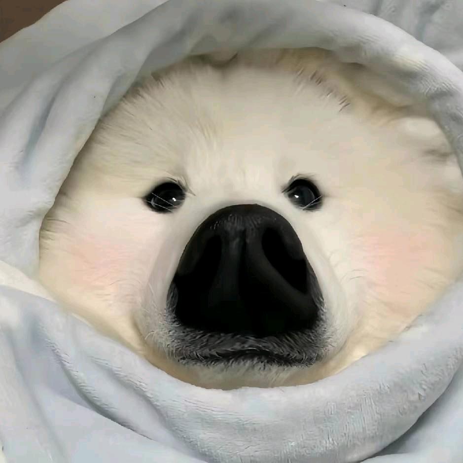 熊二-