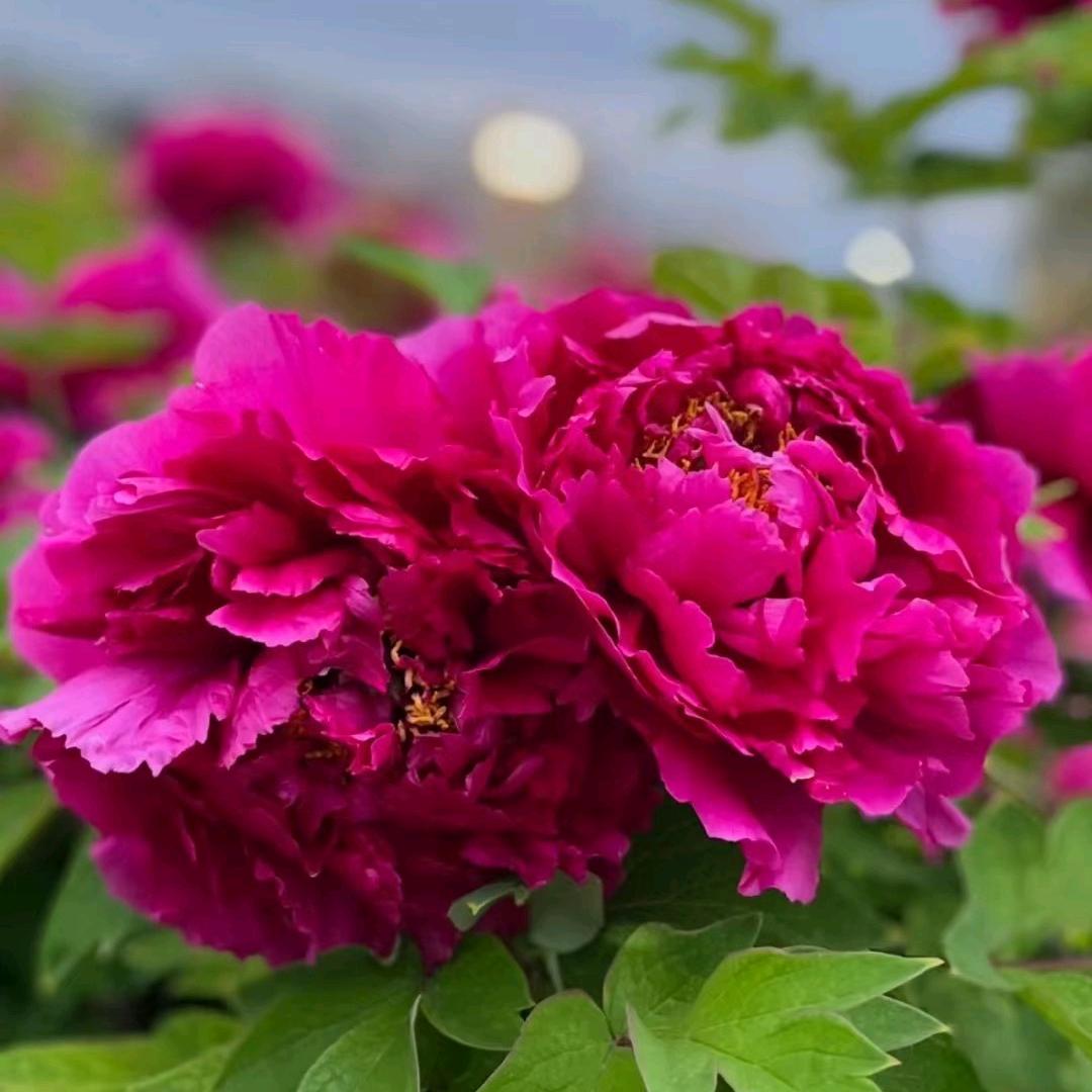开心花花
