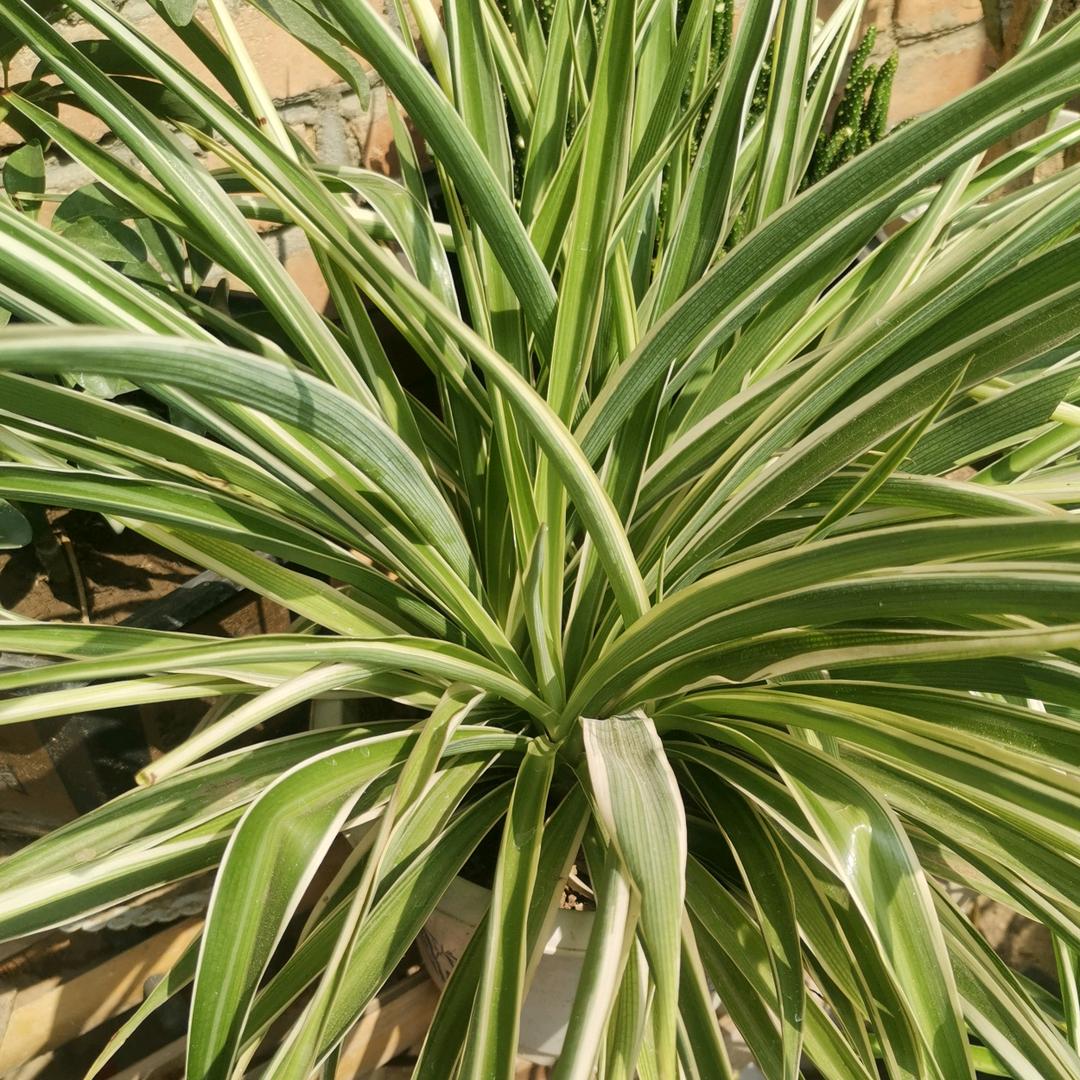 小趴菜::（互）