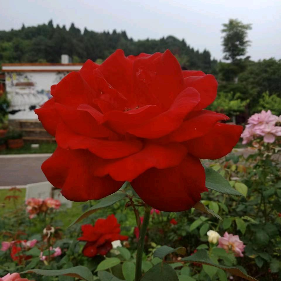 芳芳