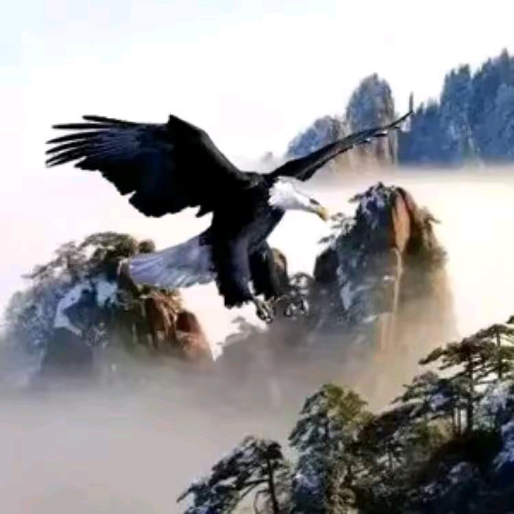 空中飞