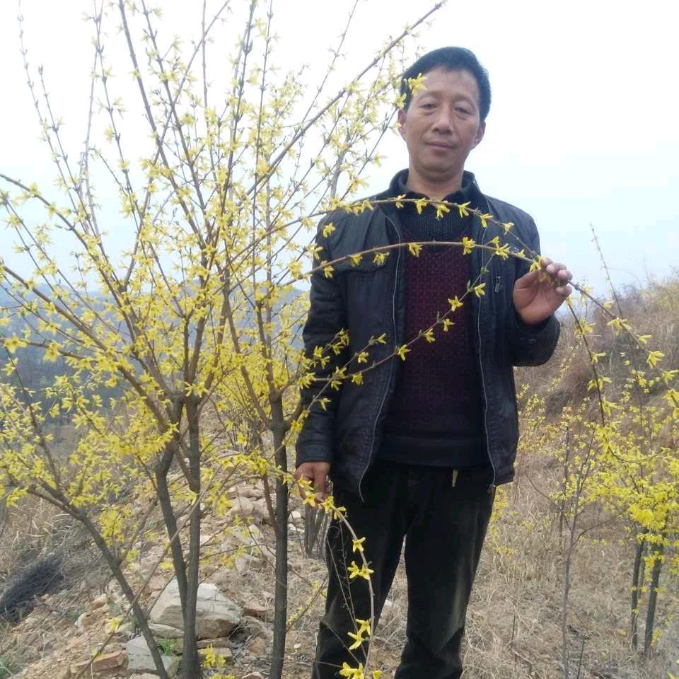 马到成功（南召连翘基地）