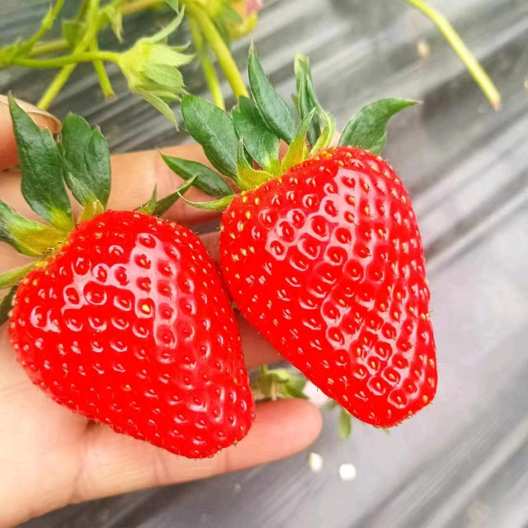 哒啦仙谷草莓园欢迎你们的到来