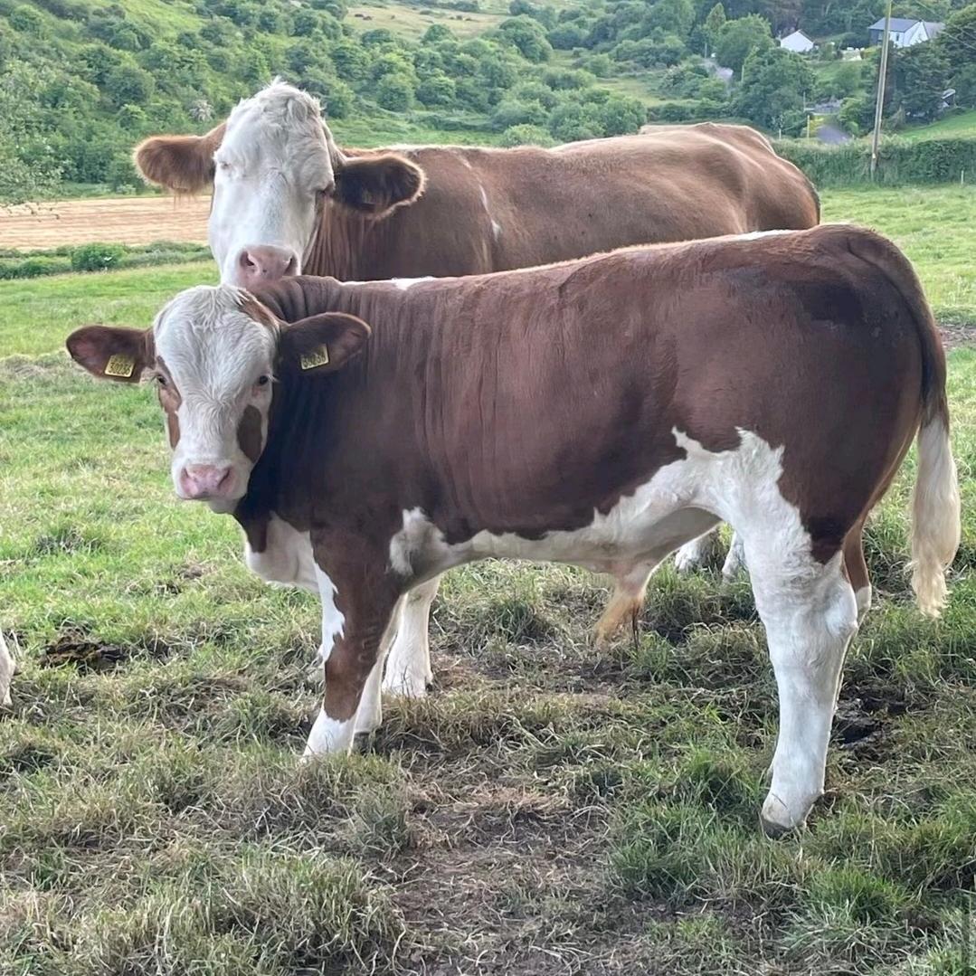 🐂小二