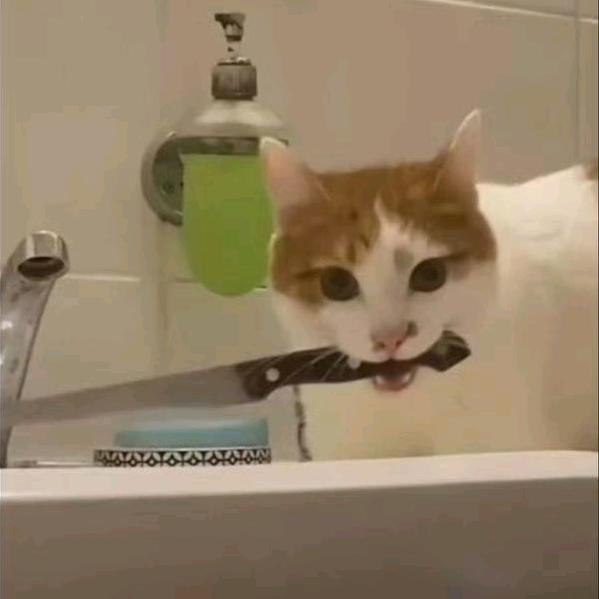 🍎文艺积极分子🍏