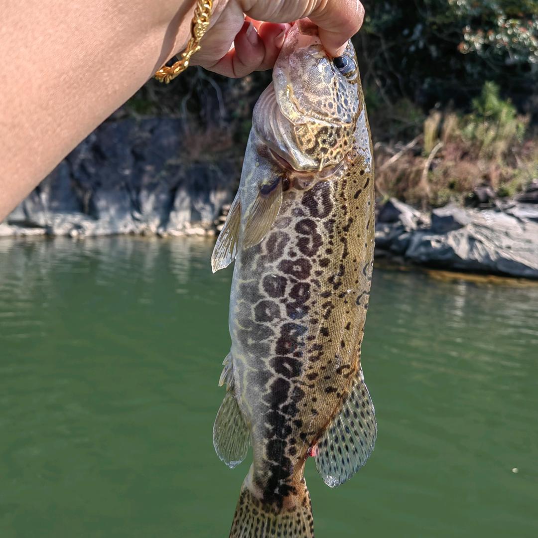 （泰泉）大金湖导钓