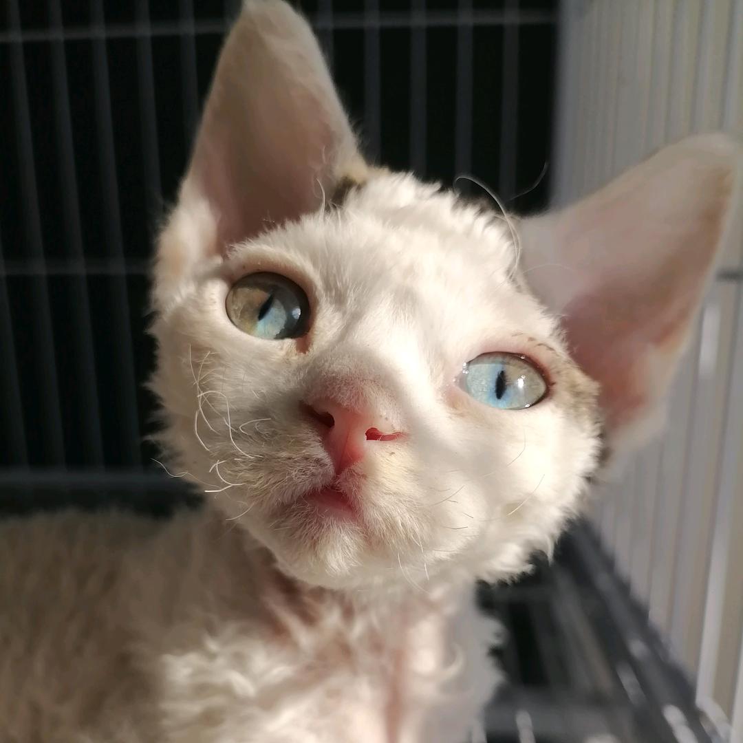 哈基米的猫