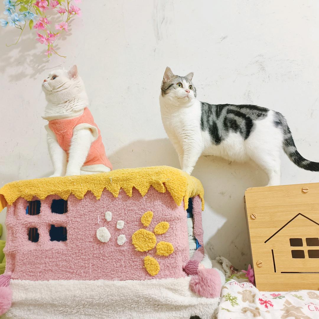 🐾芒果味的团子🐾